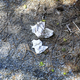 Image for article titled A Norwegian Hero Has Been Shitting In A Golf Club's Holes For A Decade